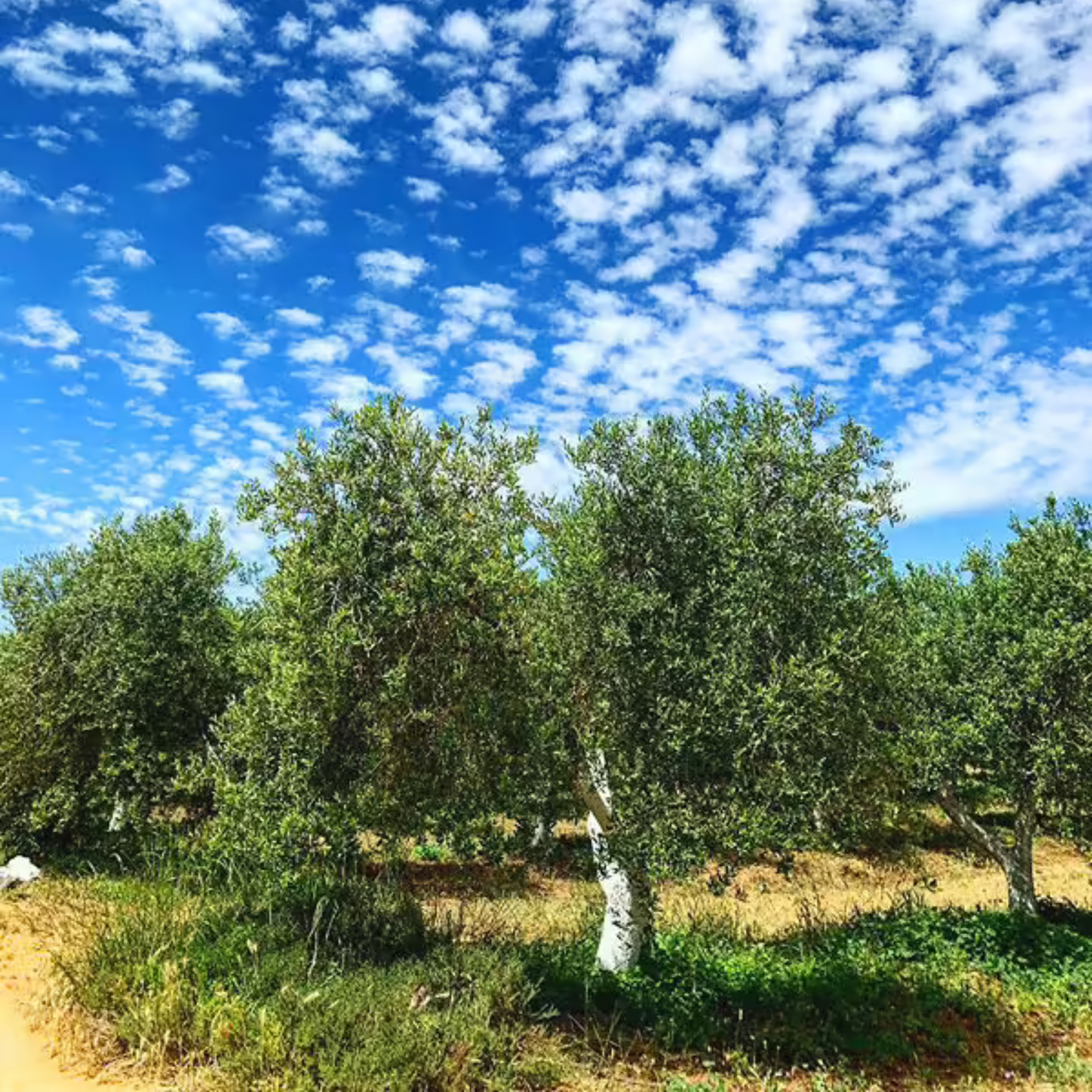 Olive Tree Saplings