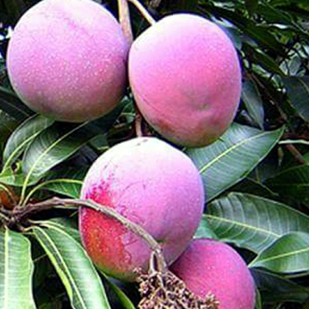 Mango Arunika Grafted Plants"Mangifera indica"