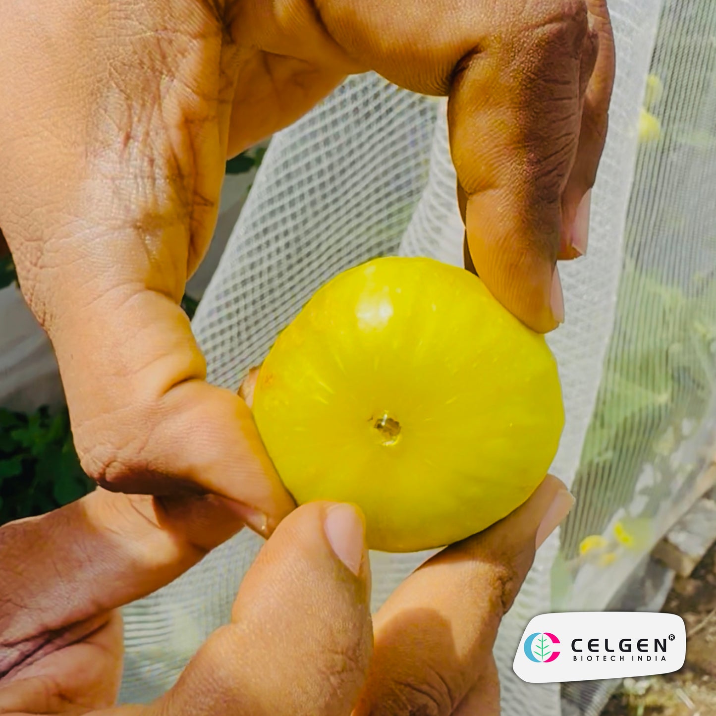 Celgen® CDA Fig Plant | Constantine de Algerie Fig