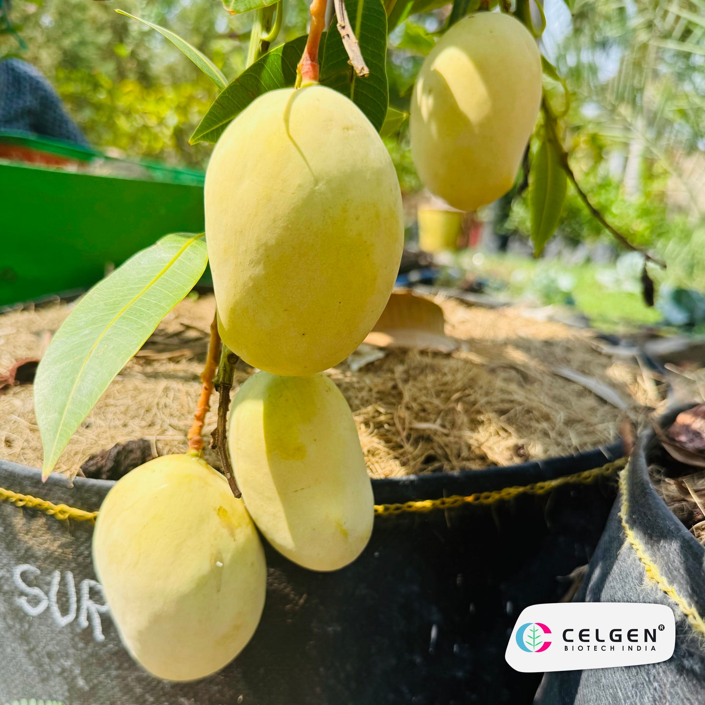 Celgen® Pusa Surya Mango Plant
