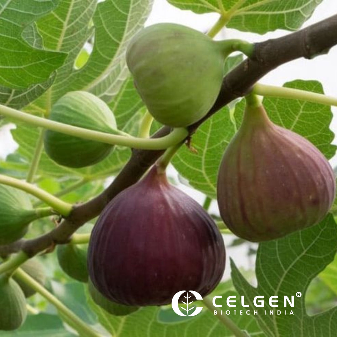 Brazilian Pink Fig Tissue Culture Plants "Ficus carica"