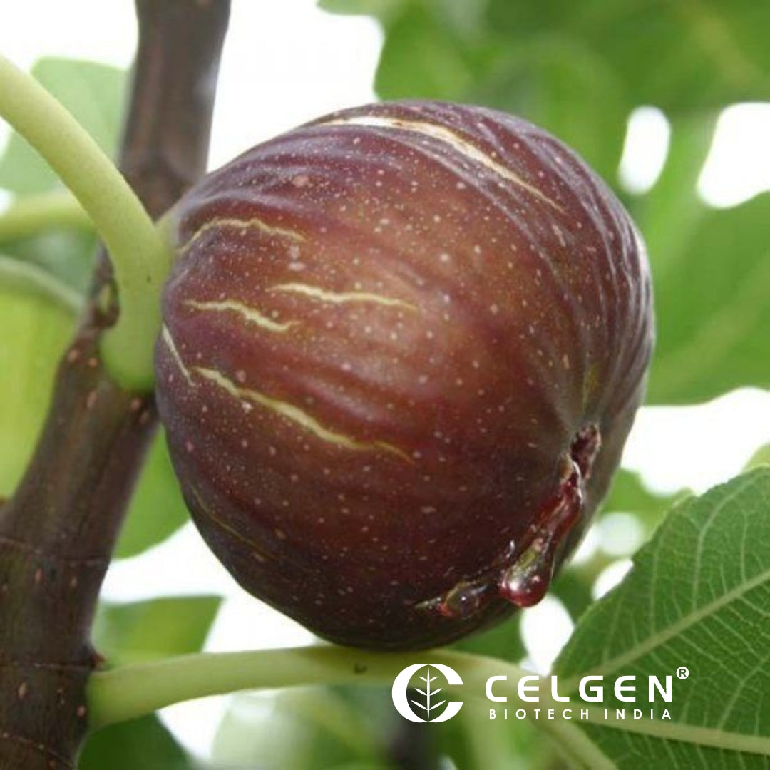 Brazilian Pink Fig Tissue Culture Plants "Ficus carica"