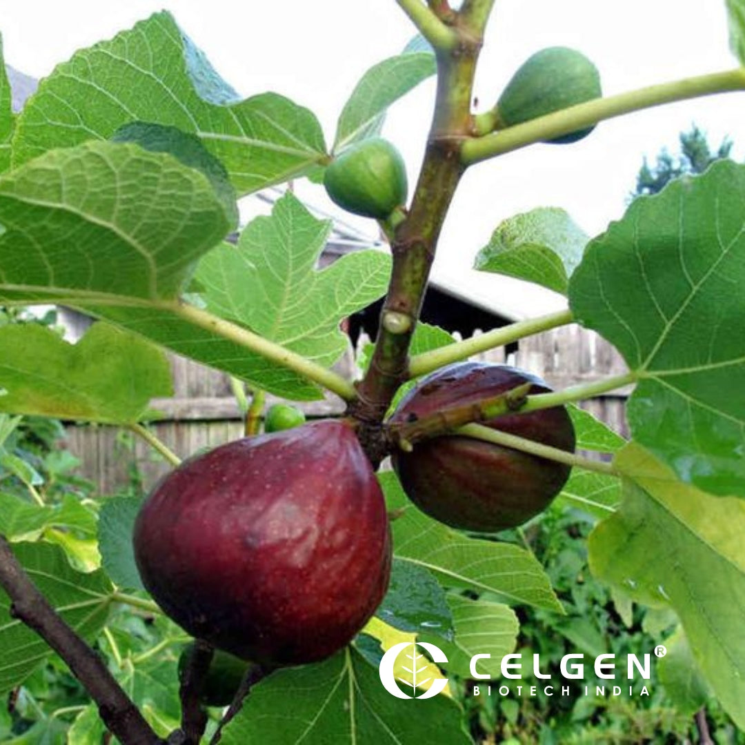 Brazilian Pink Fig Tissue Culture Plants "Ficus carica"