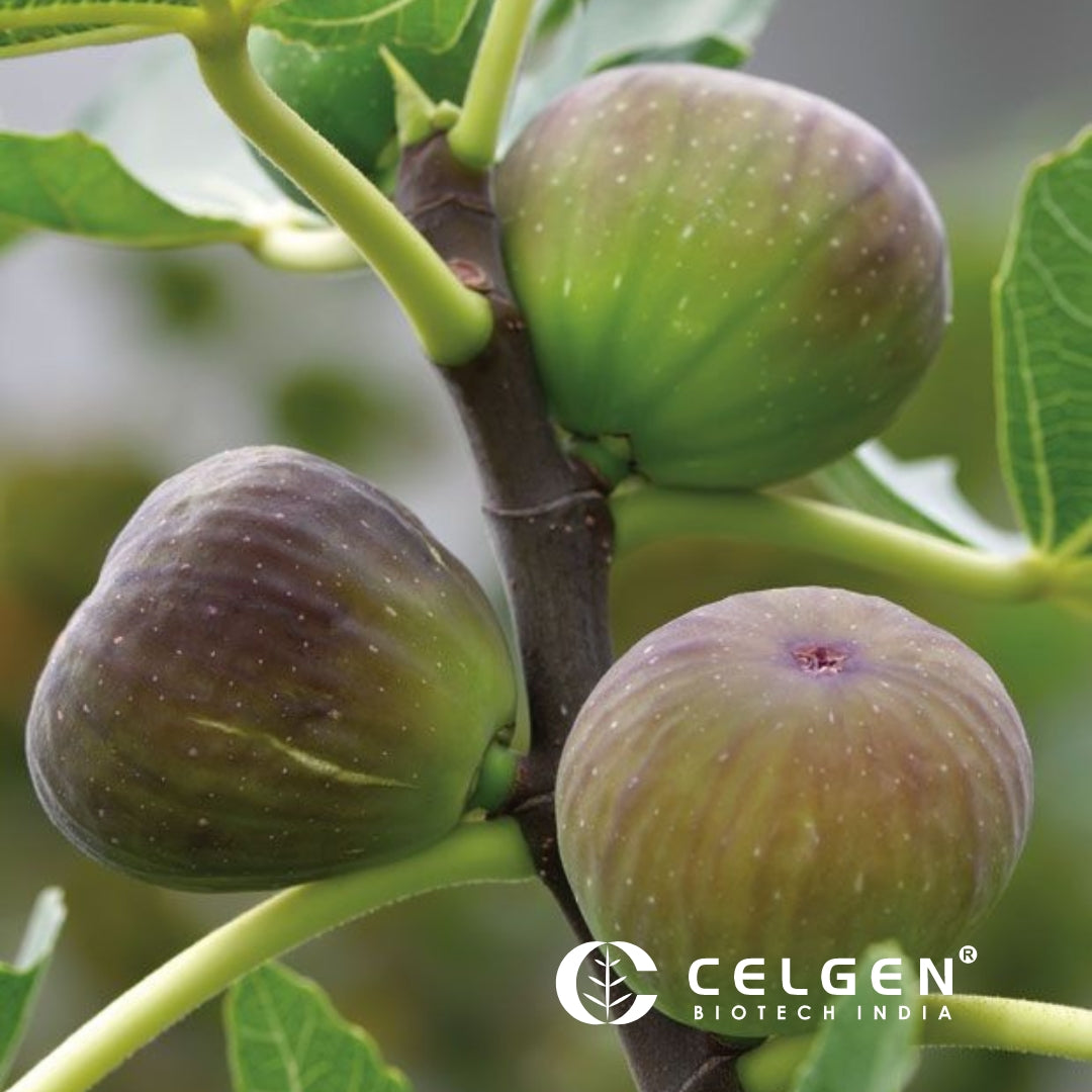 Brazilian Pink Fig Tissue Culture Plants "Ficus carica"