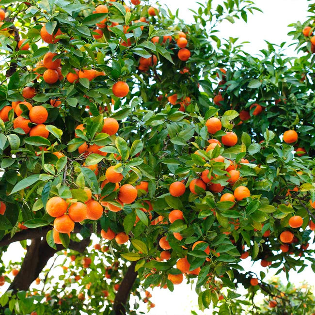 Hamlin Sweet Orange Tree (Citrus x Sinesis)