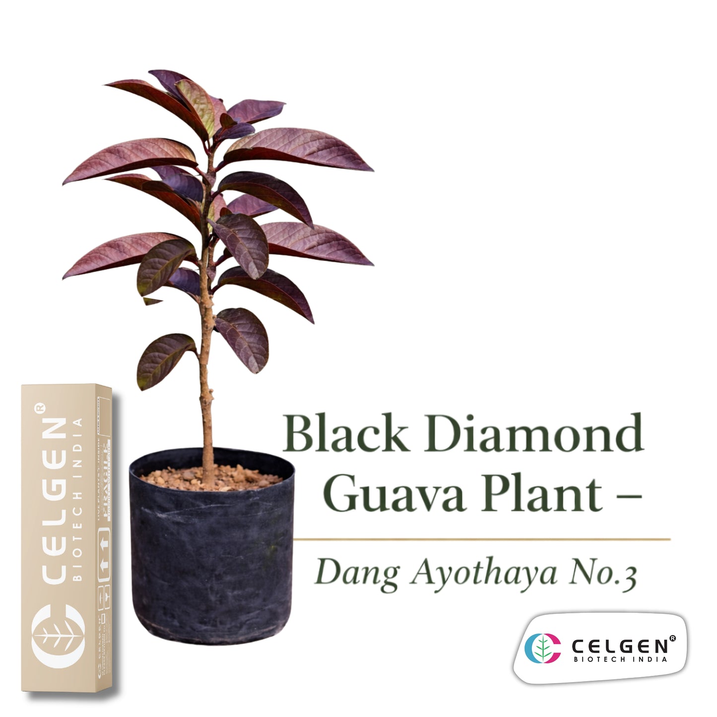 Celgen® Black Diamond Guava Plant – Daeng Ayothaya No.3