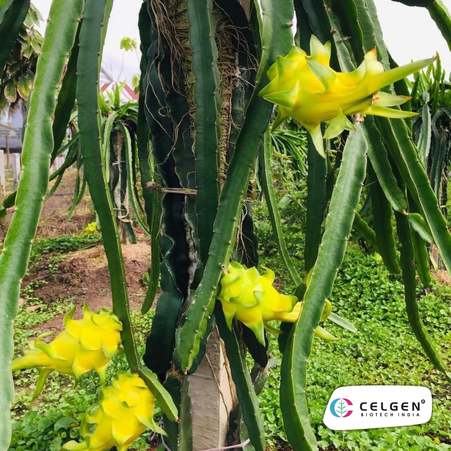 Israeli Yellow Dragon Fruit Plant | CELGEN