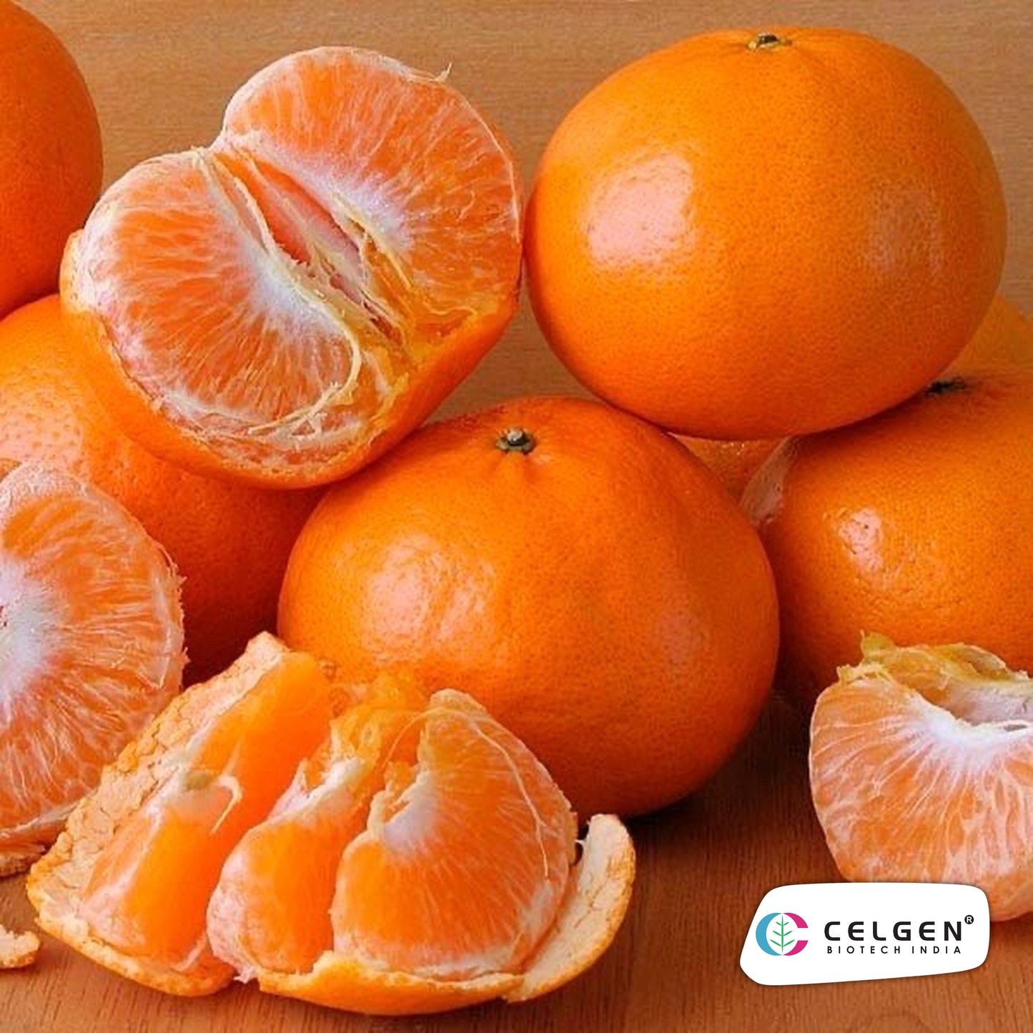 Kinnow PAU K1 Mandarin Plant | High Yield Citrus | CELGEN
