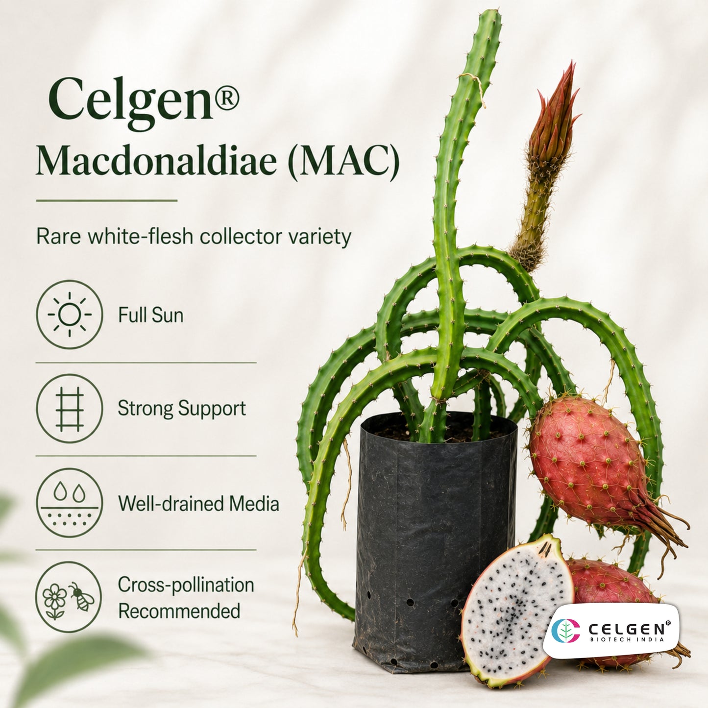 Celgen® Macdonaldiae (MAC) Dragon Fruit Plant