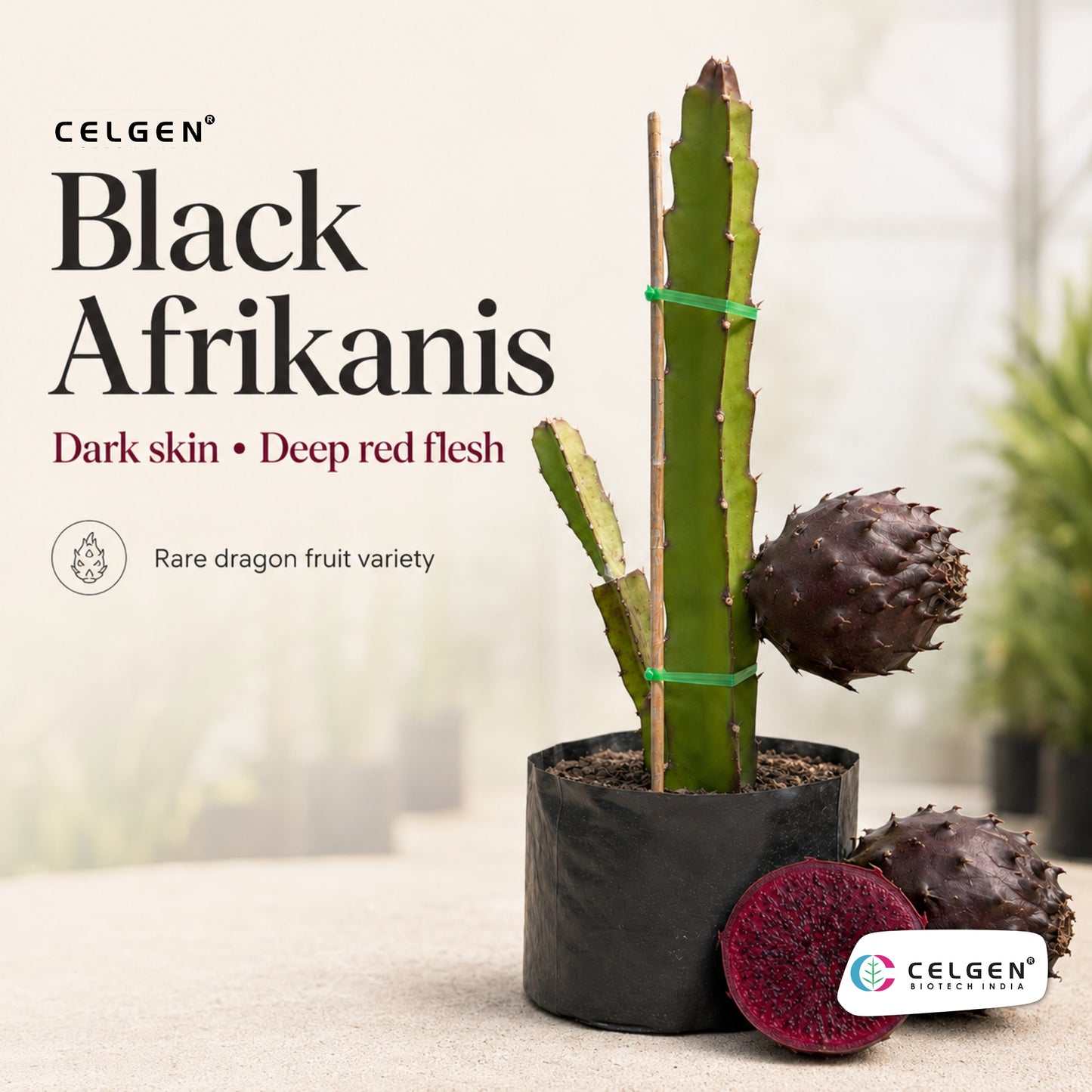 Celgen® Black Afrikanis Dragon Fruit Plant