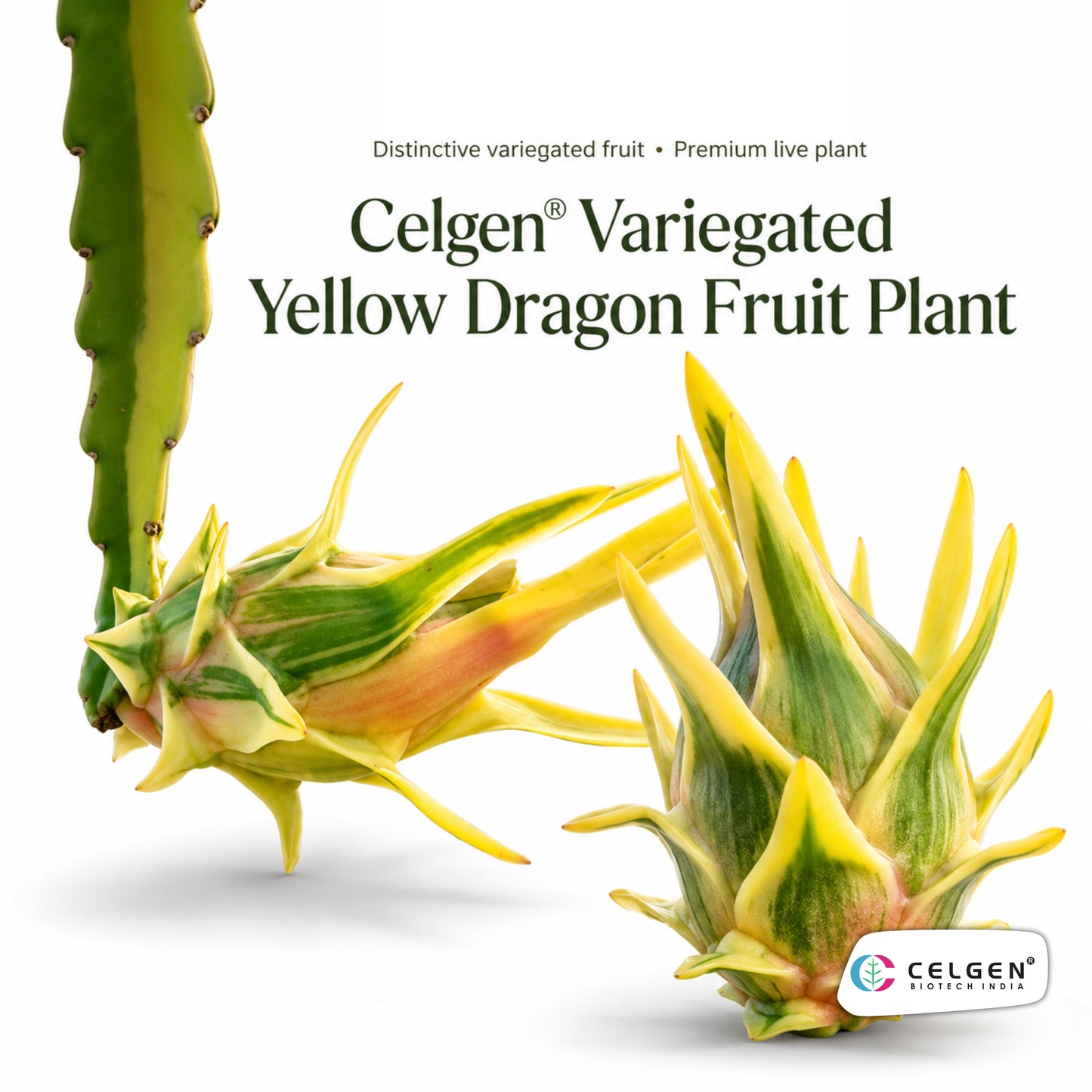 Celgen® Variegated Yellow Dragon Fruit Plant