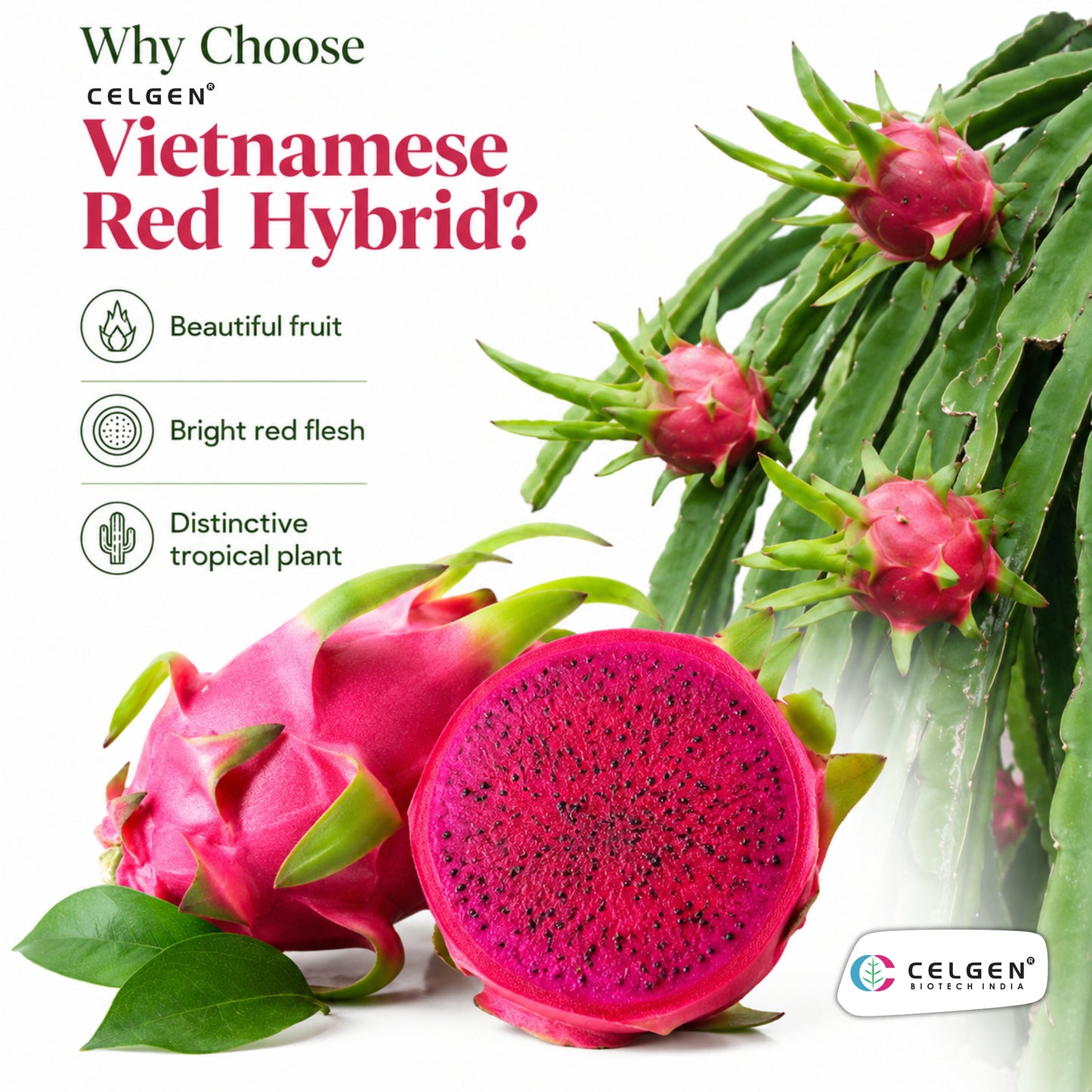 Celgen® Vietnamese Red Hybrid Dragon Fruit Plant