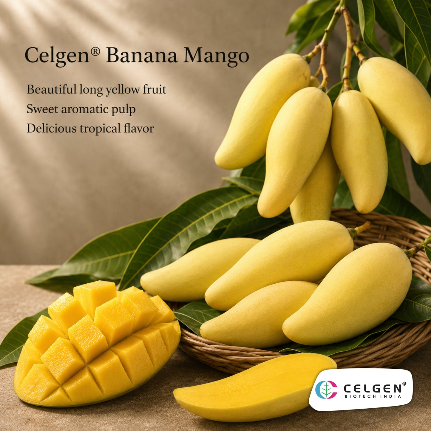 Celgen® Thai Banana / Maha Chanok Mango Plant
