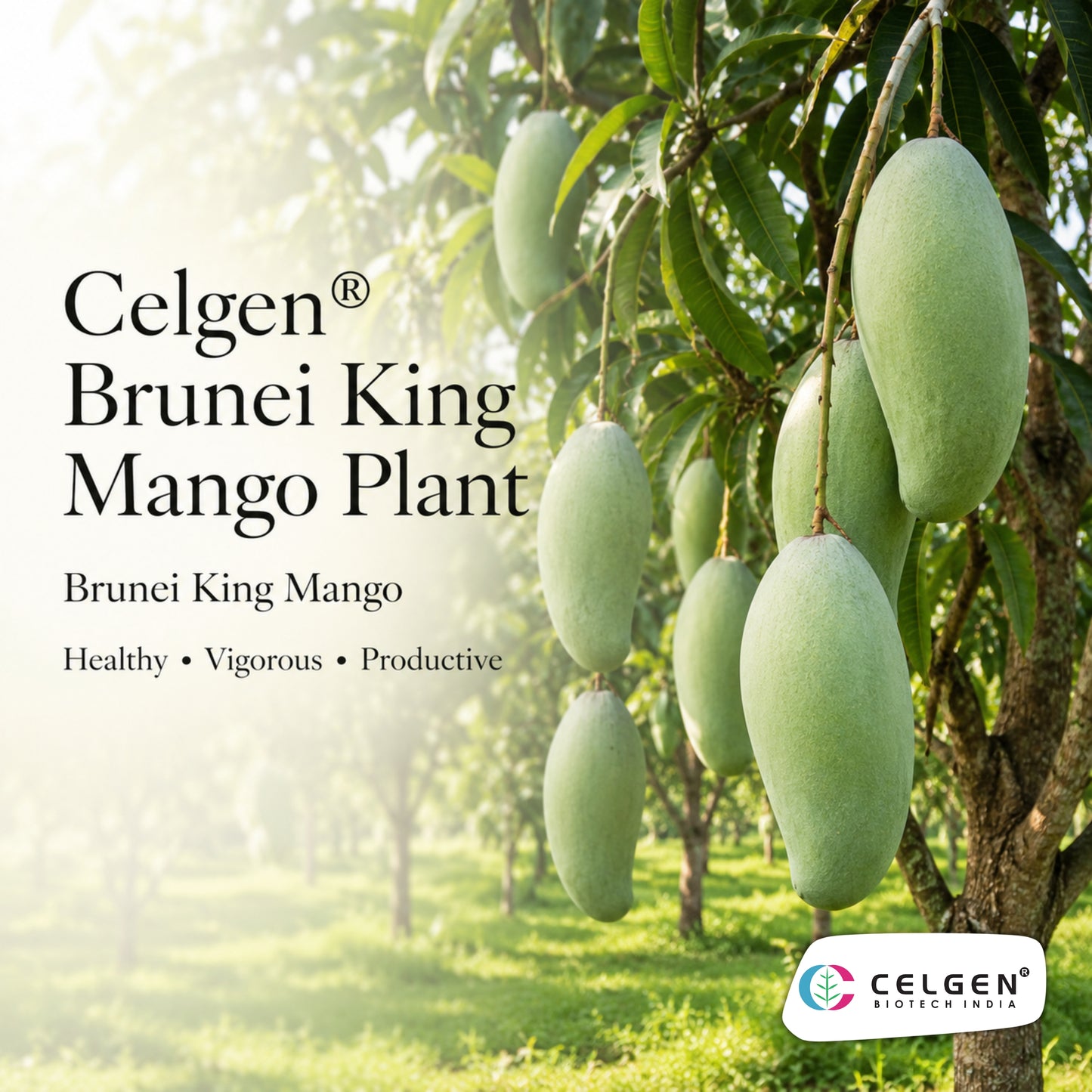Celgen® Brunei King Mango Plant