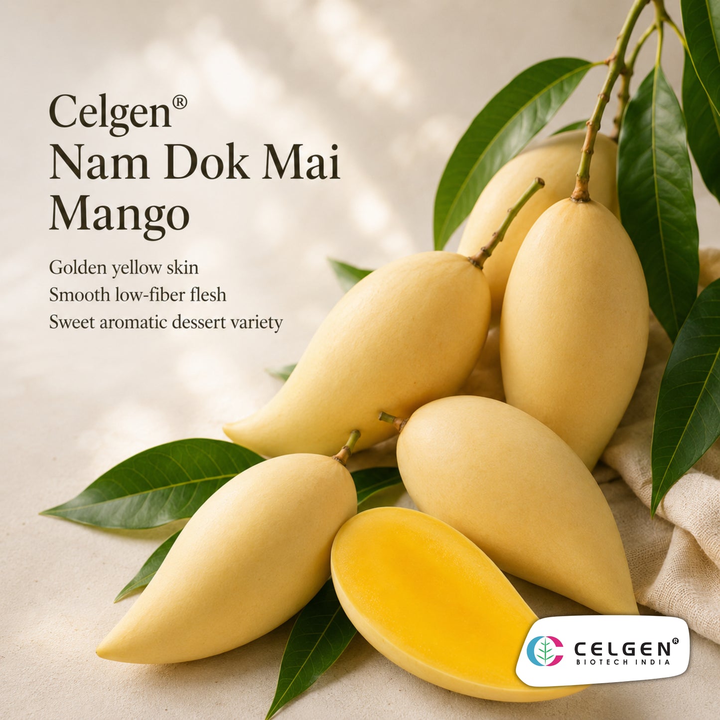 Celgen® Nam Dok Mai / Nam Doc Mai Mango Plant
