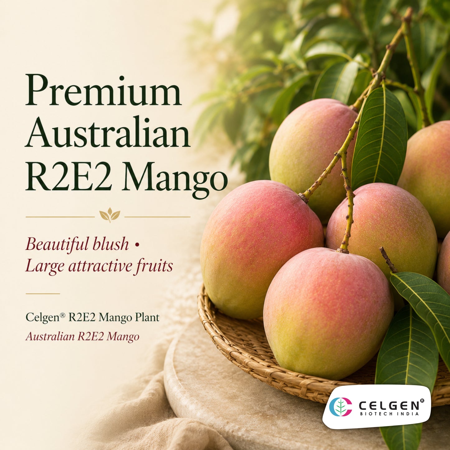 Celgen® R2E2 Australian Mango Plant