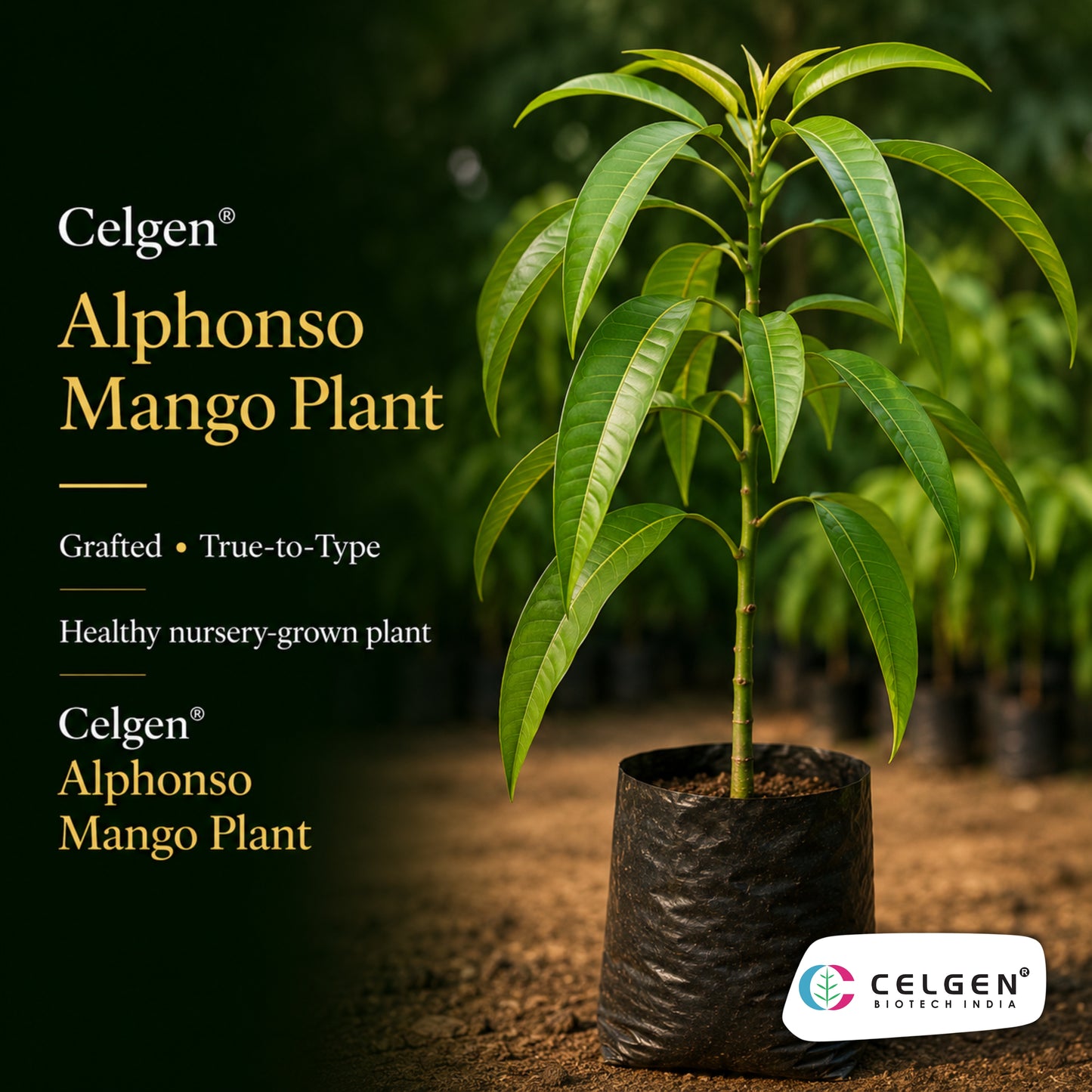 Celgen® Alphonso Mango Plant