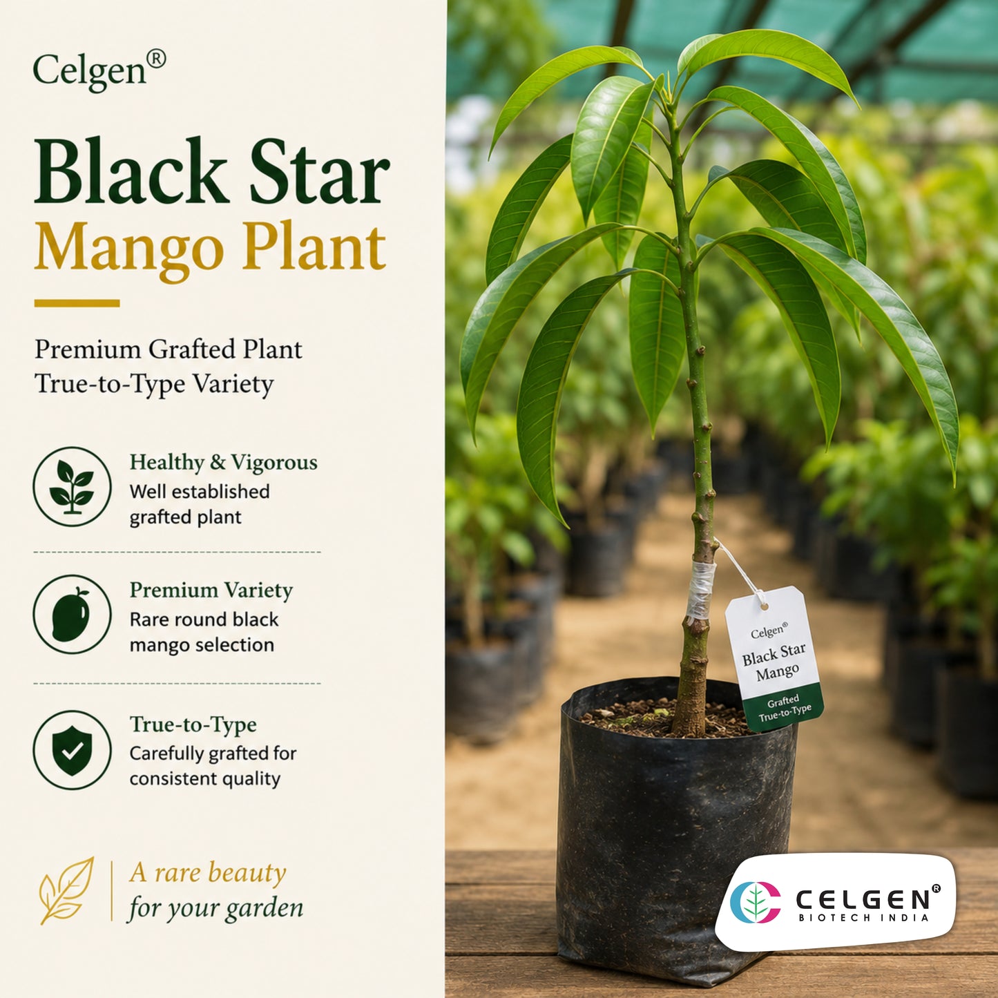 Celgen® Black Star Mango Plant