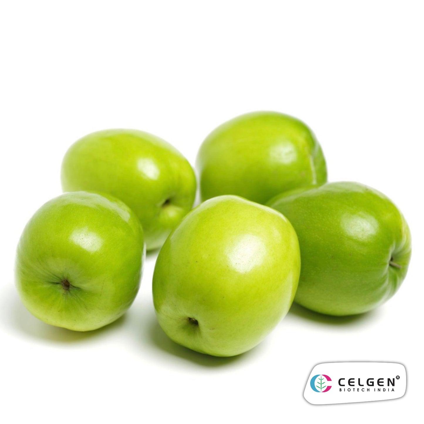 Celgen® Green Apple Jujube Plant