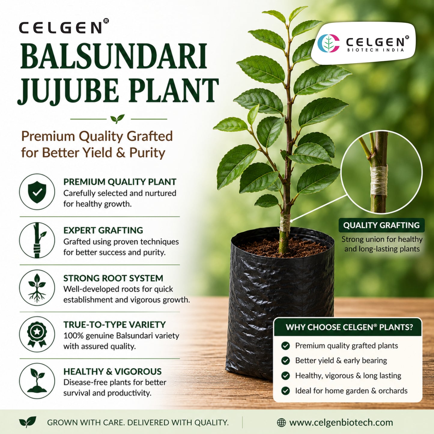 Celgen® Balsundari Jujube Plant