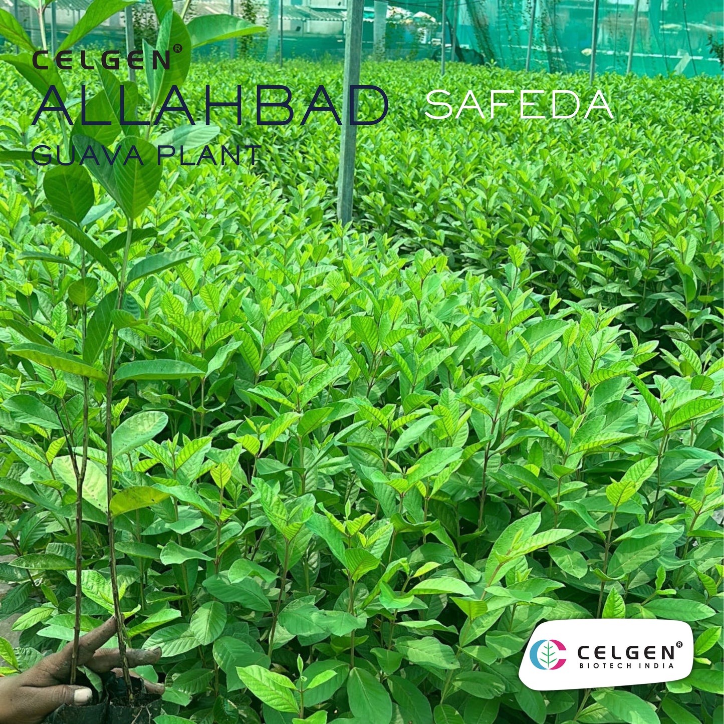 Celgen® Allahabad Safeda Guava Plant