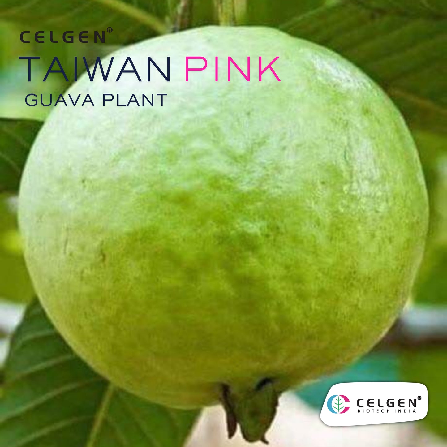 Celgen® Taiwan Pink Guava Plant