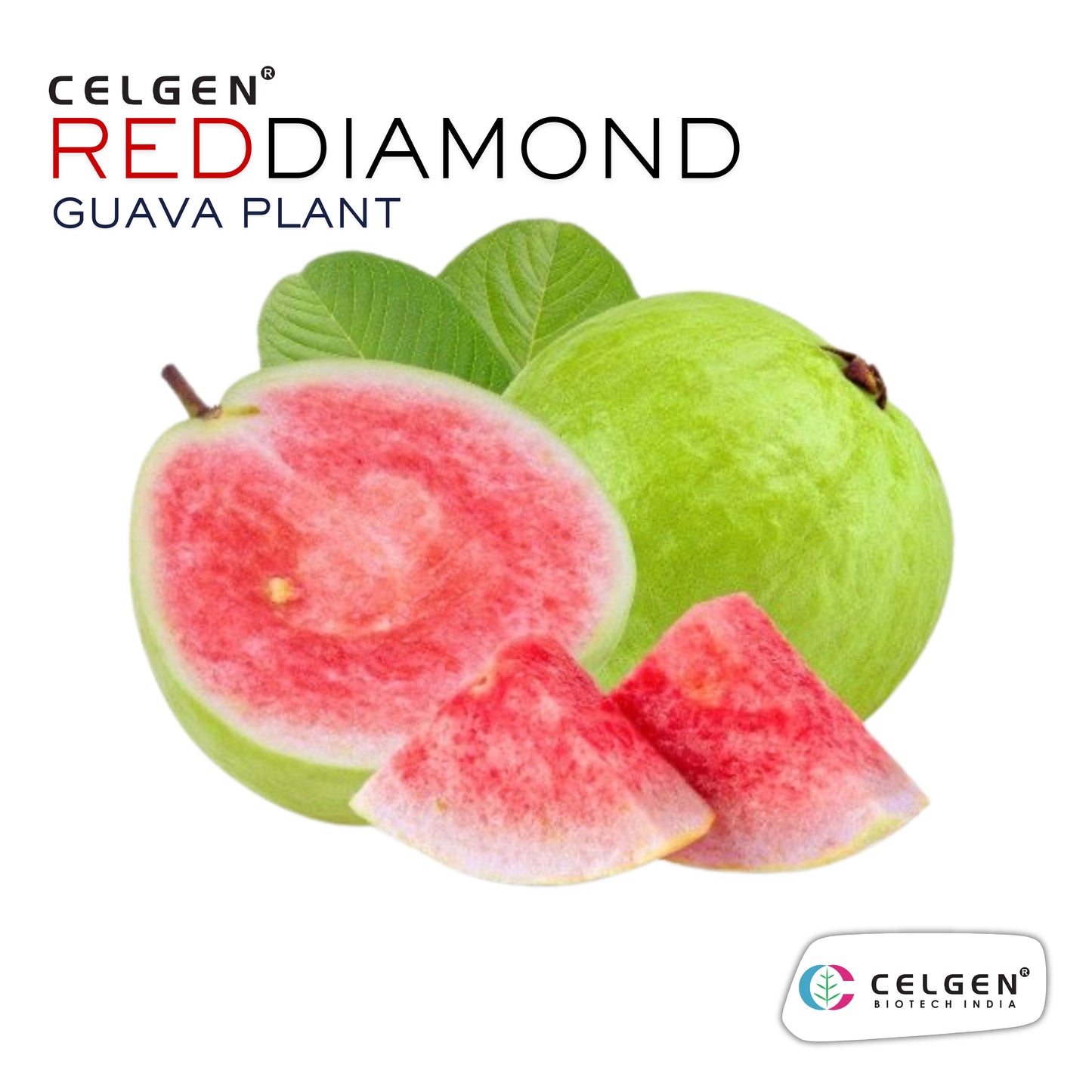 Celgen® Red Diamond (Hong Zhuan Shi / Phet Daeng) Guava Plant