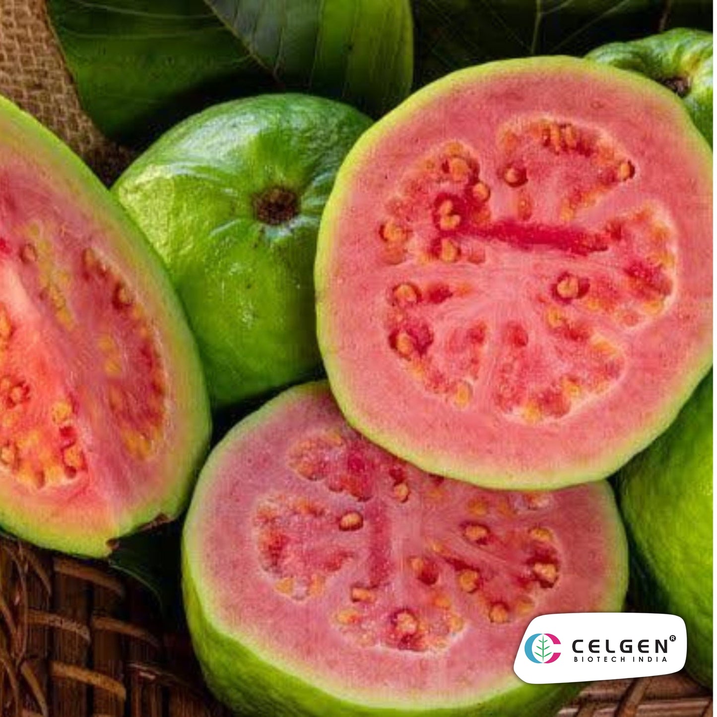 Celgen® CISH-Lalit Guava Plant