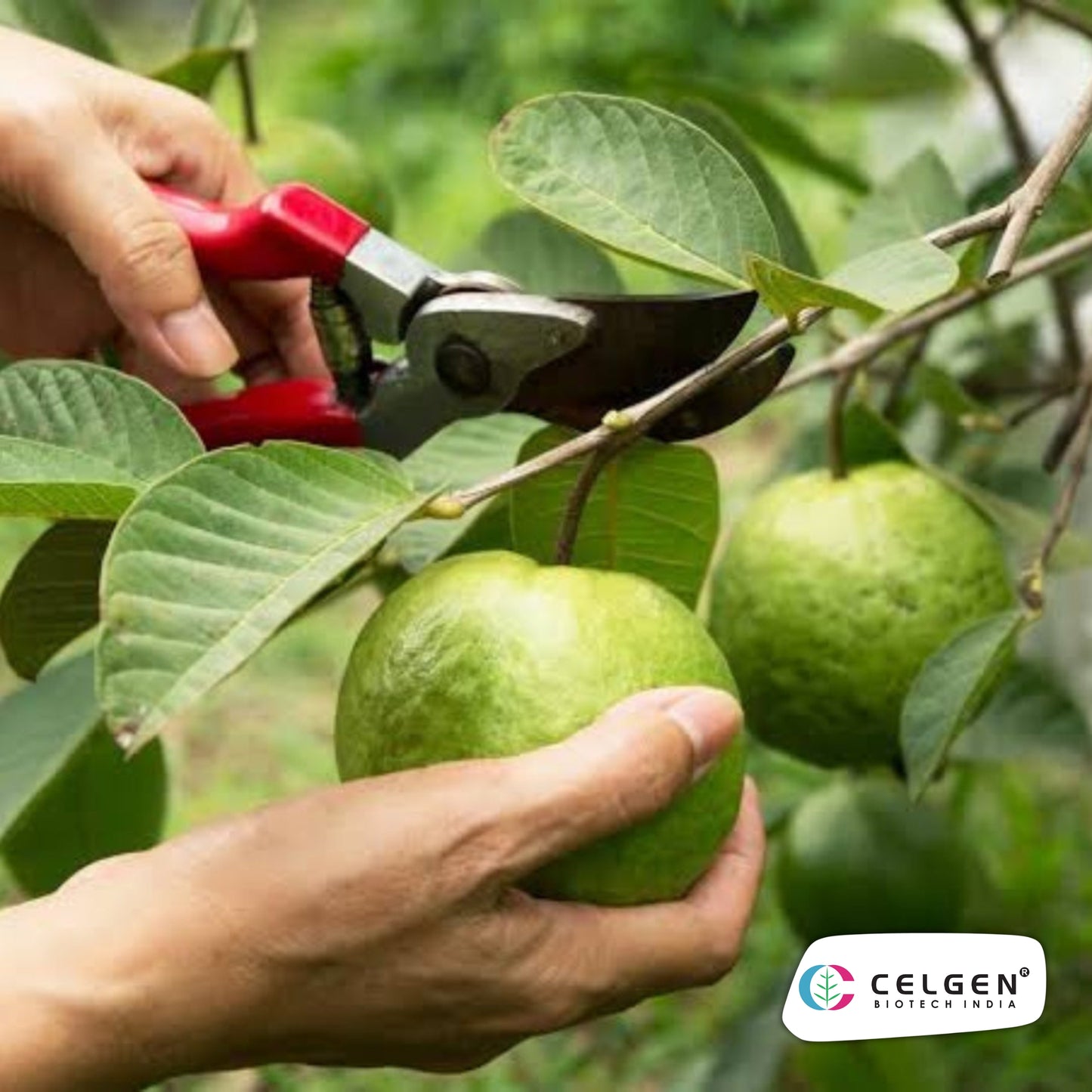 Celgen® CISH-Shweta Guava Plant