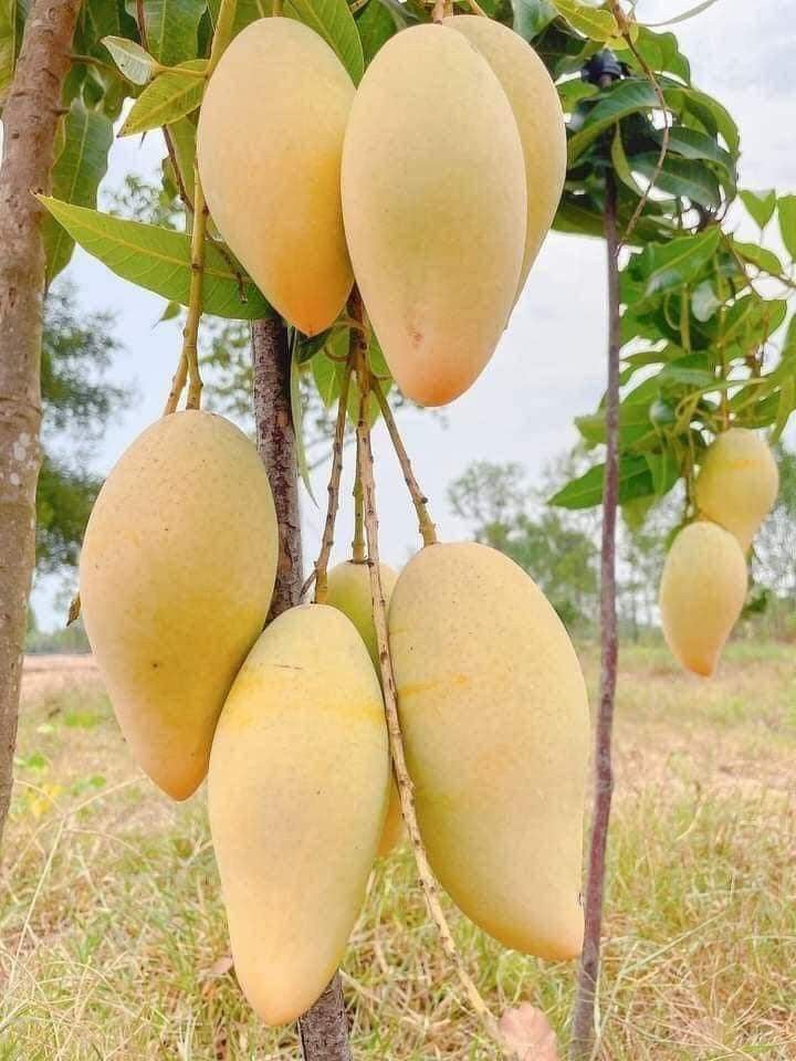 Mango Mallika Grafted Plants"Mangifera indica"