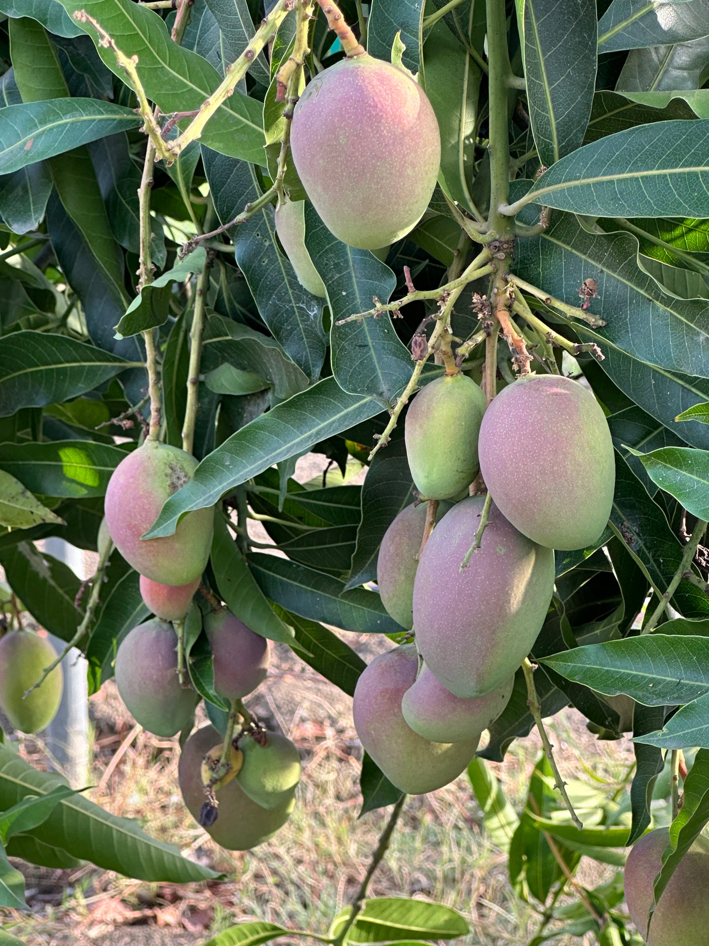 Mango Ambika Grafted Plants"Mangifera indica"