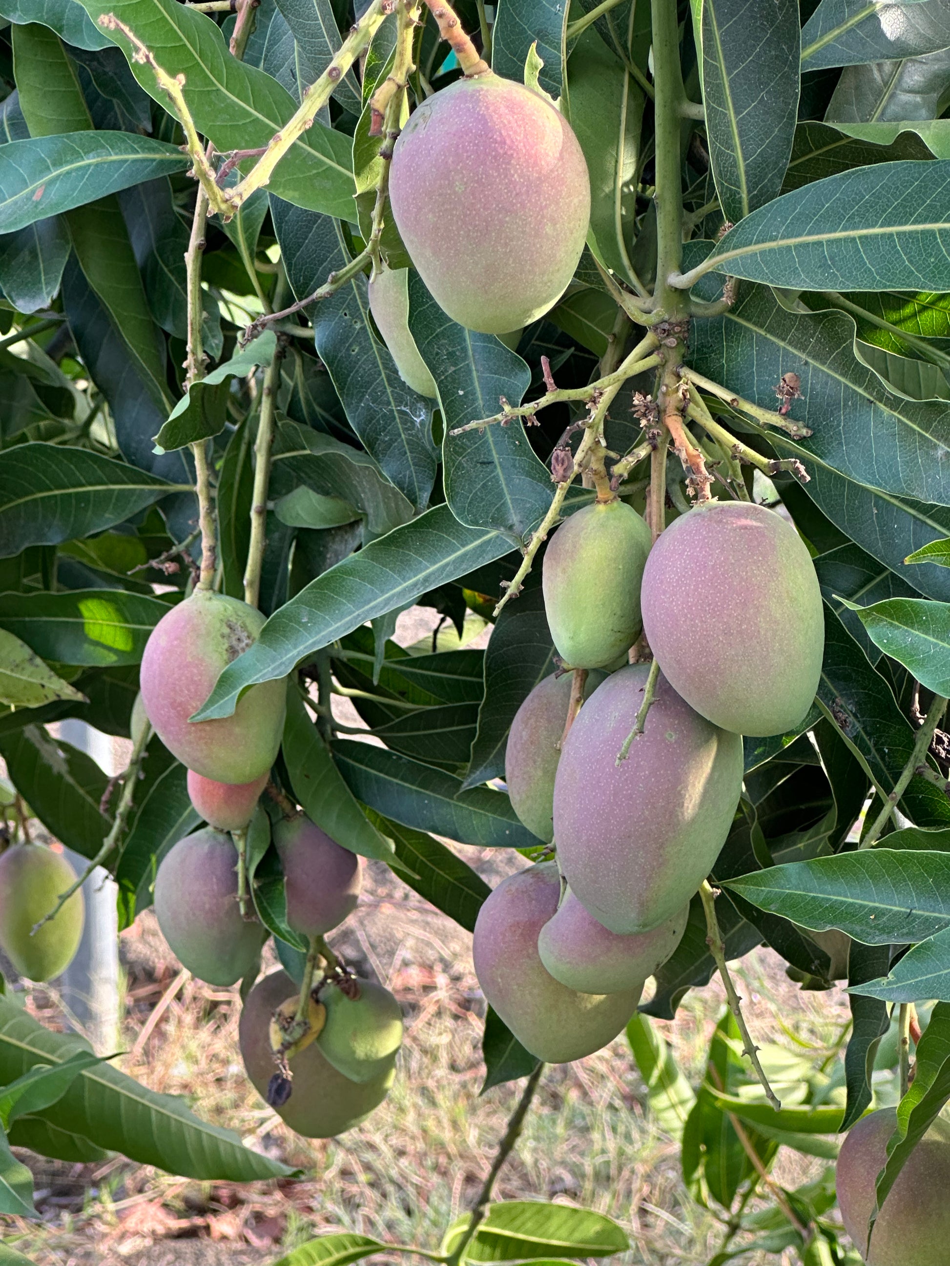 Mango Ambika  Grafted Plants"Mangifera indica"