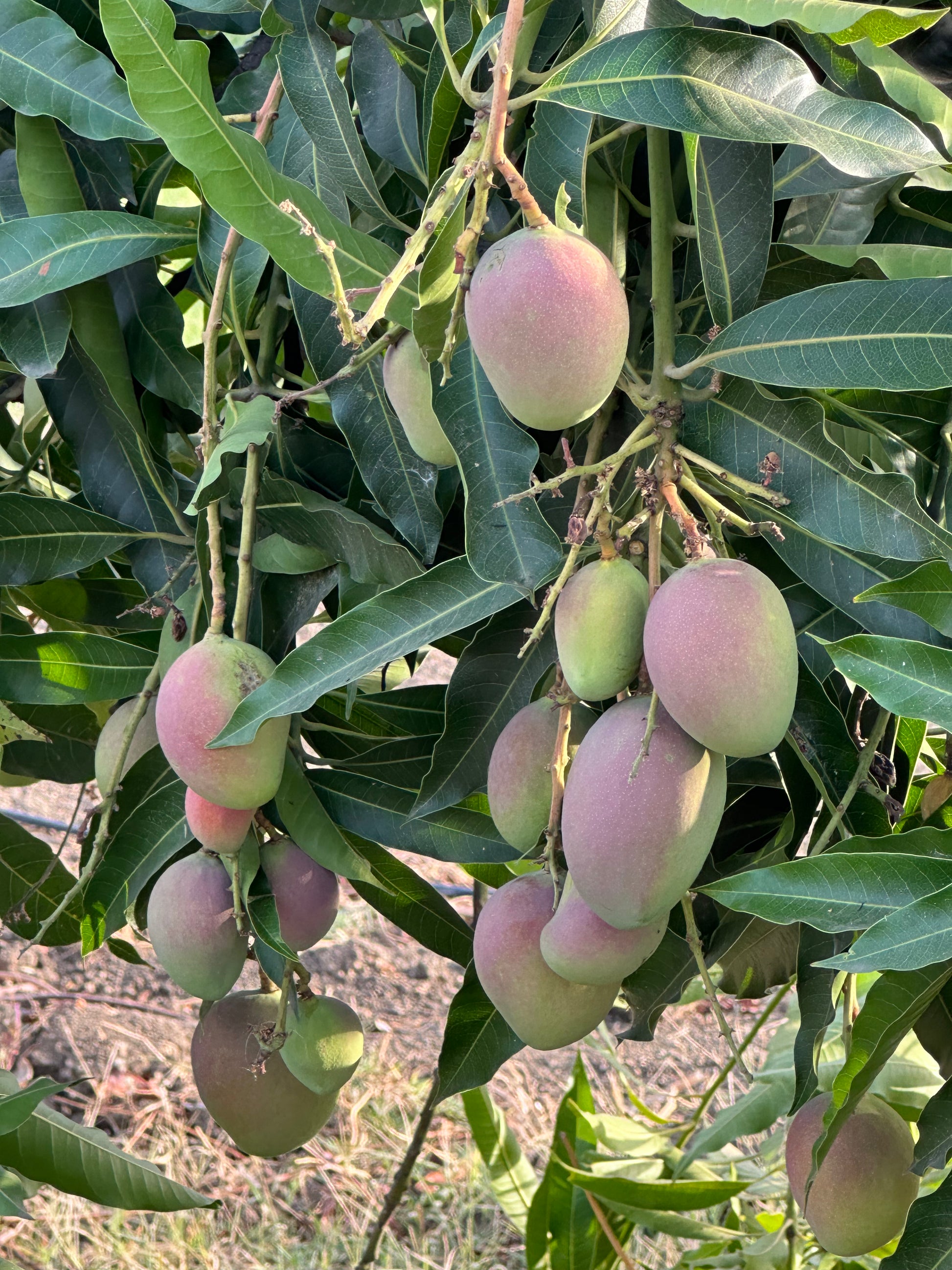 Mango Ambika  Grafted Plants"Mangifera indica"
