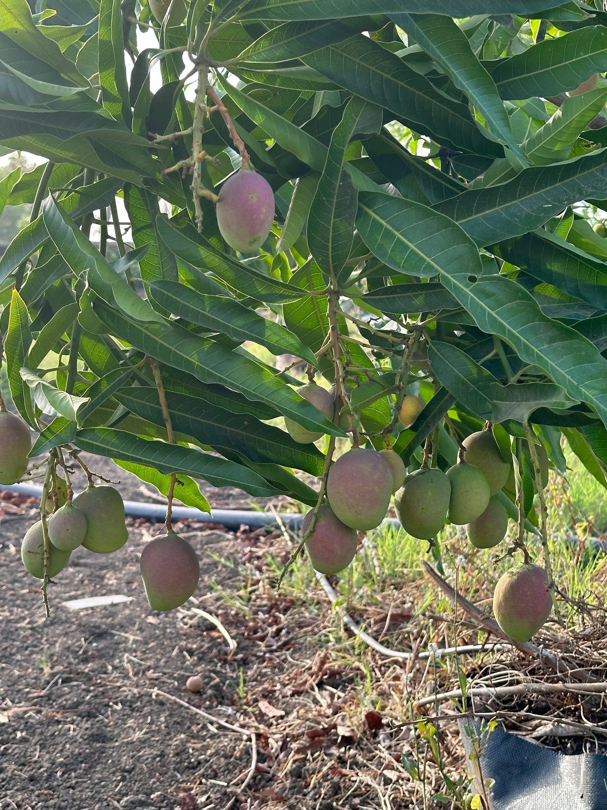 Mango Ambika  Grafted Plants"Mangifera indica"