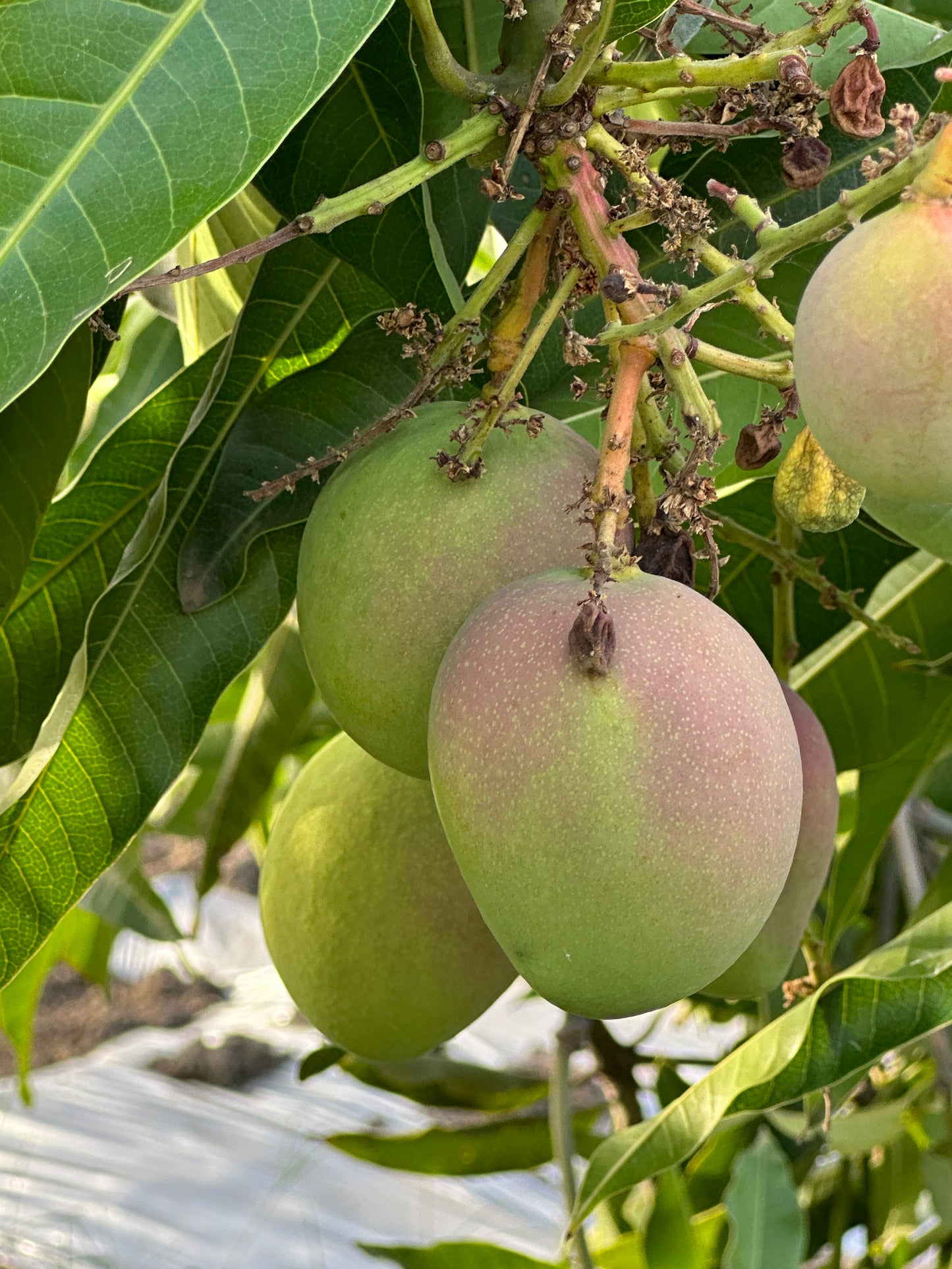 Mango Arunika Grafted Plants"Mangifera indica"