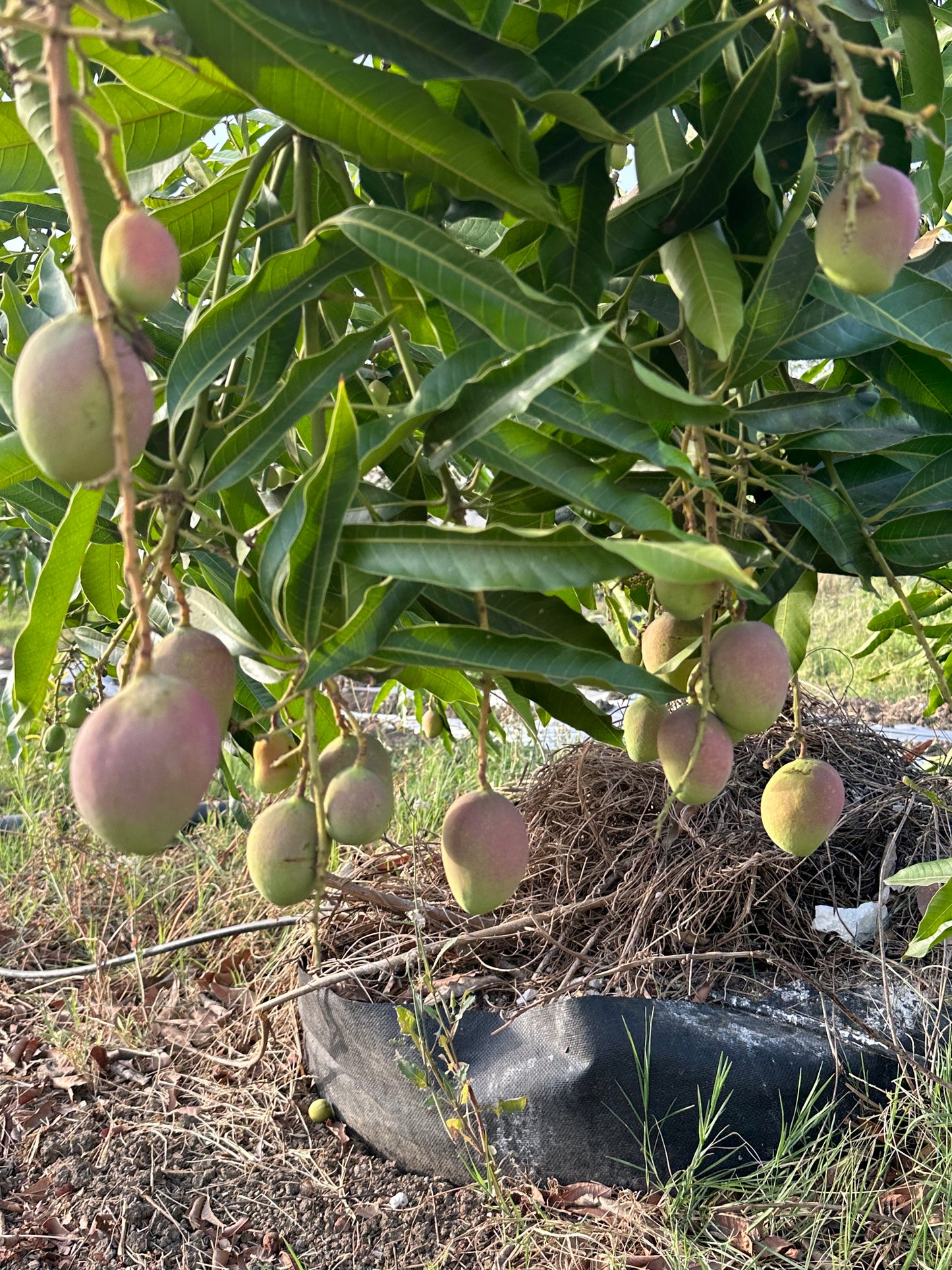 Mango Arunika Grafted Plants"Mangifera indica"