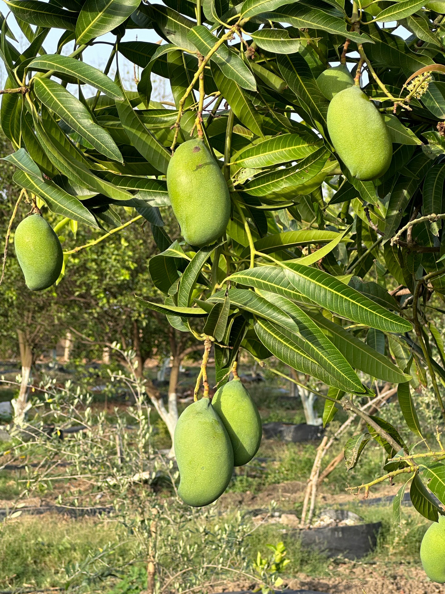Mango Amrapali Grafted Plants"Mangifera indica"