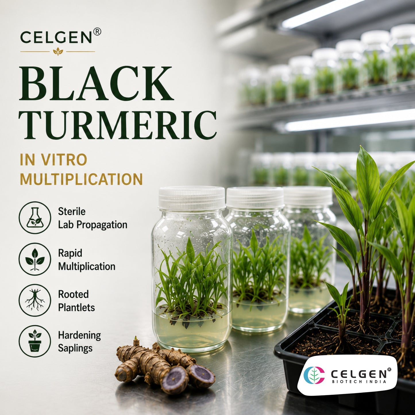 Celgen® Black Turmeric Tissue Culture Plant – Kali Haldi / Curcuma caesia