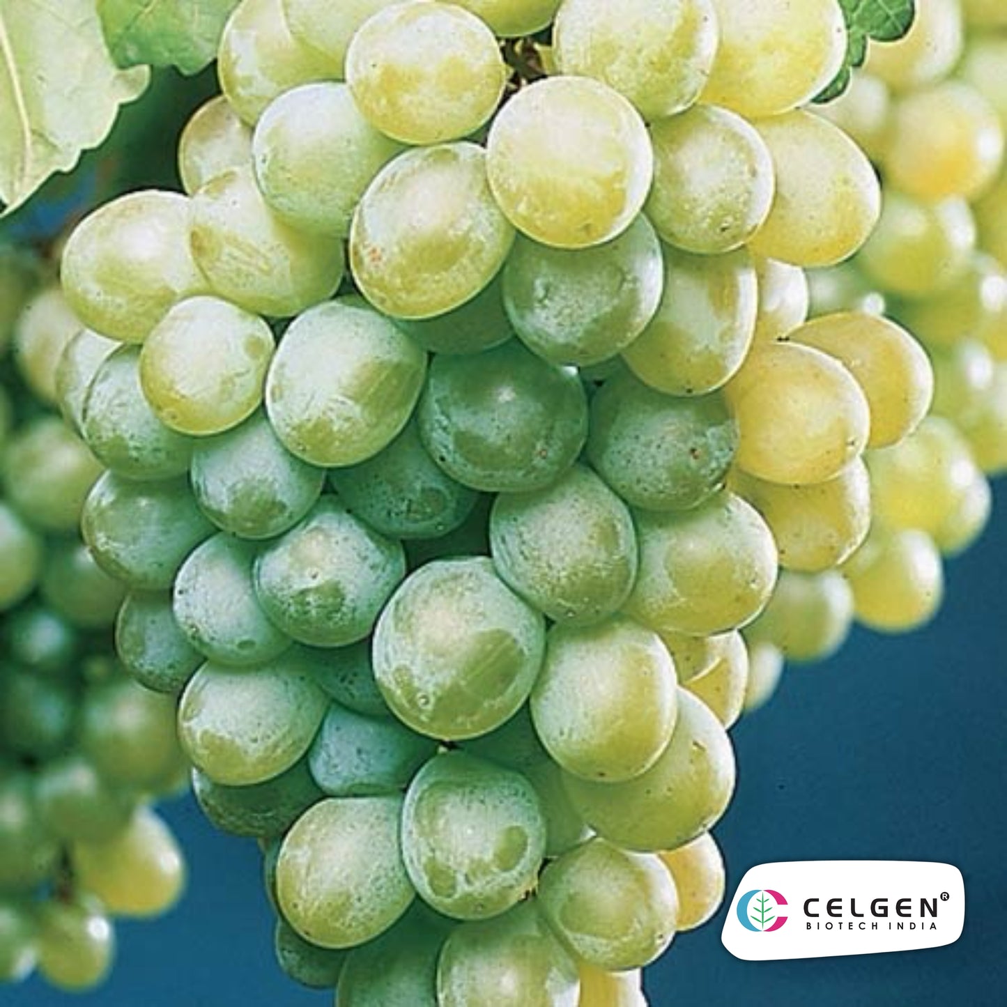 Celgen® Thompson Seedless Grape Plant – Green Seedless Grape Vine
