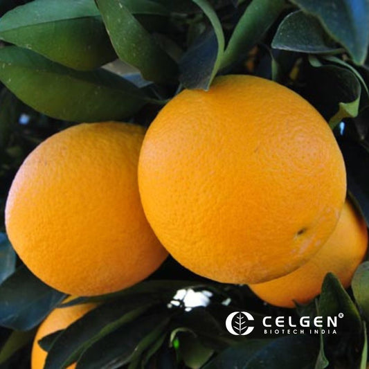 Palmer Navel Orange Tree- Citrus sinensis 'Osbeck'