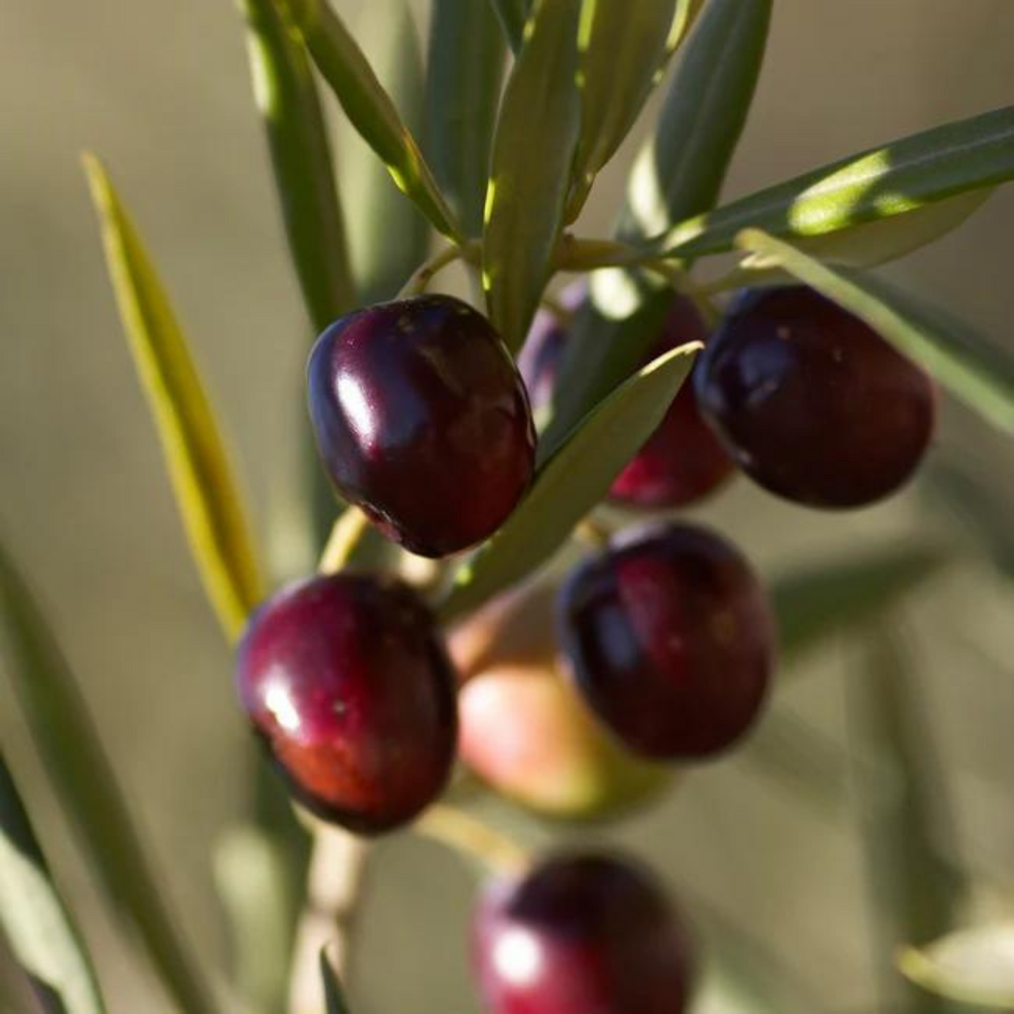 Koroneiki Olive