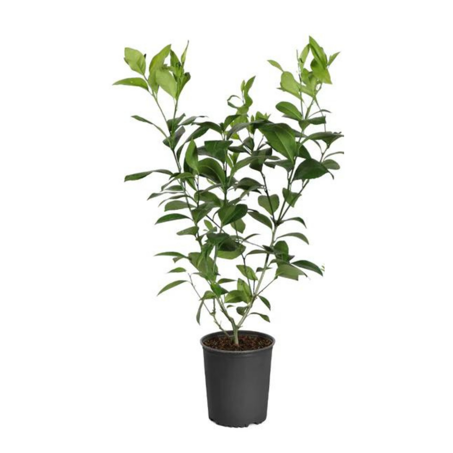 Meyer Lemon