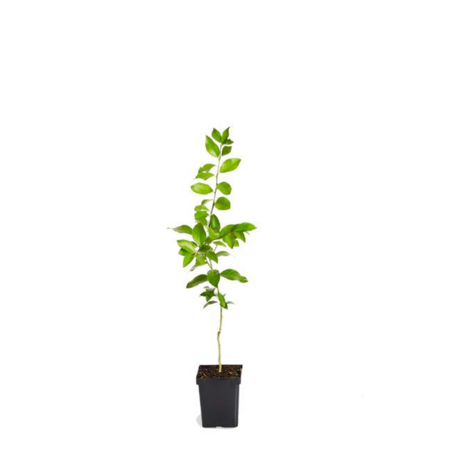 Lemon Tree