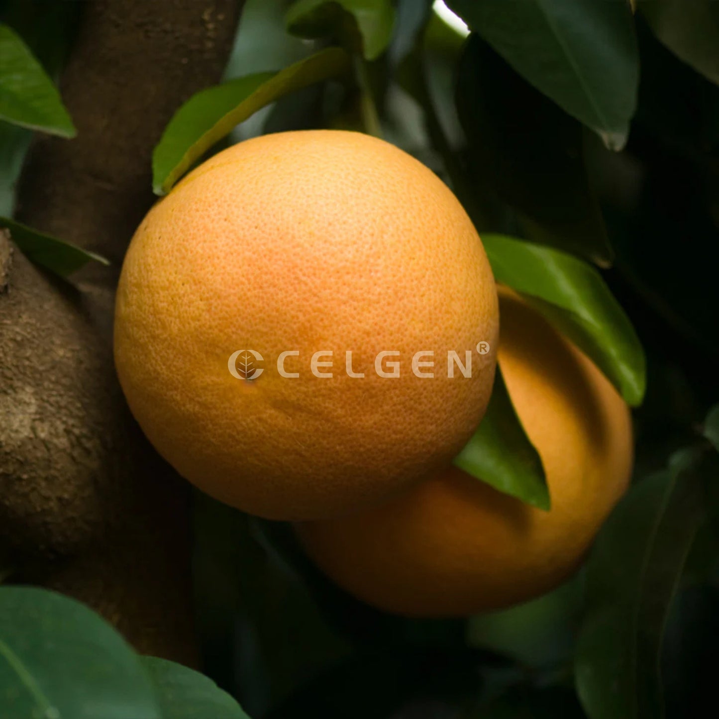 Ray Ruby Grapefruit Tree – Citrus × paradisi ‘Ray Ruby’