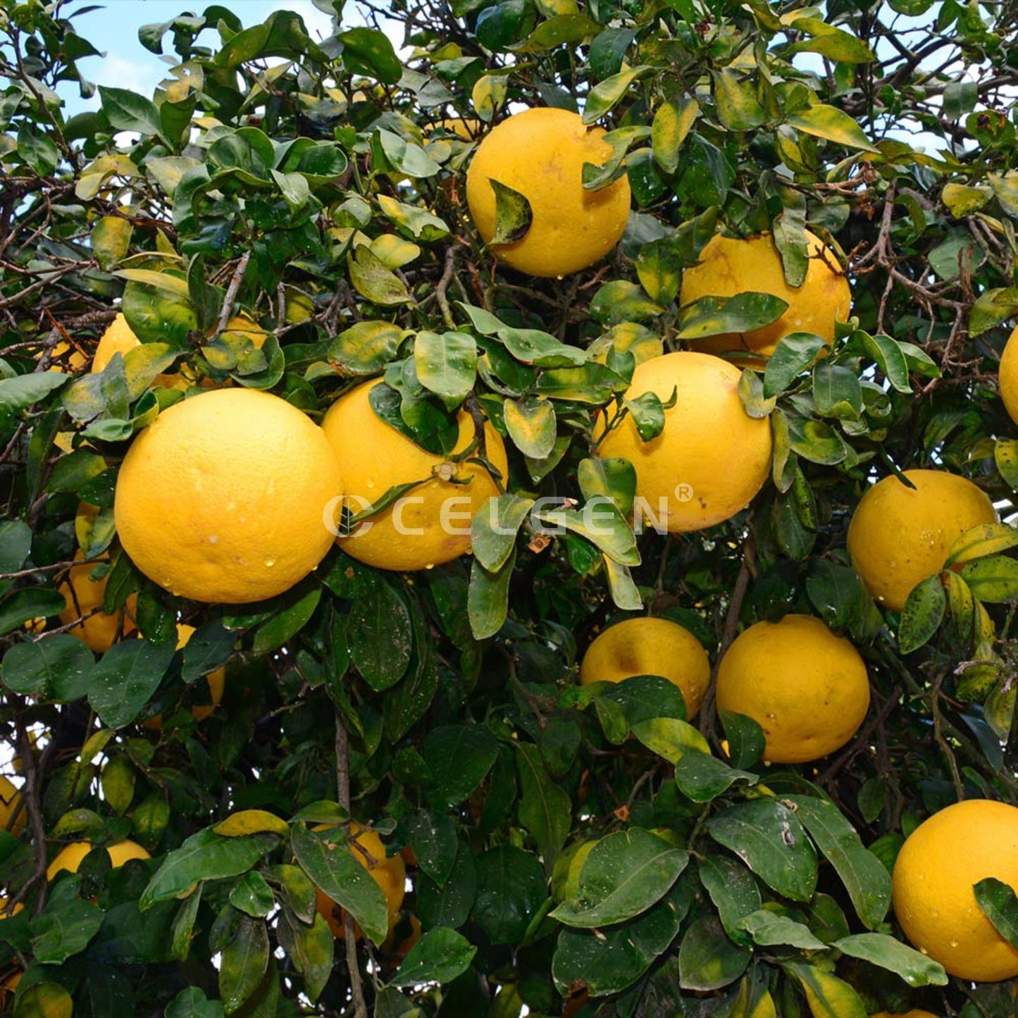 Ray Ruby Grapefruit Tree – Citrus × paradisi ‘Ray Ruby’