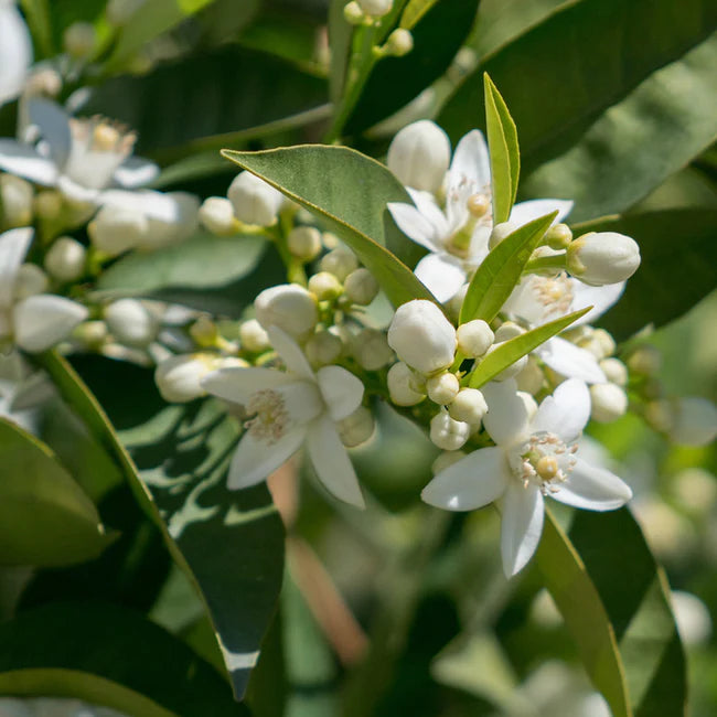Hamlin Sweet Orange Tree (Citrus x Sinesis)