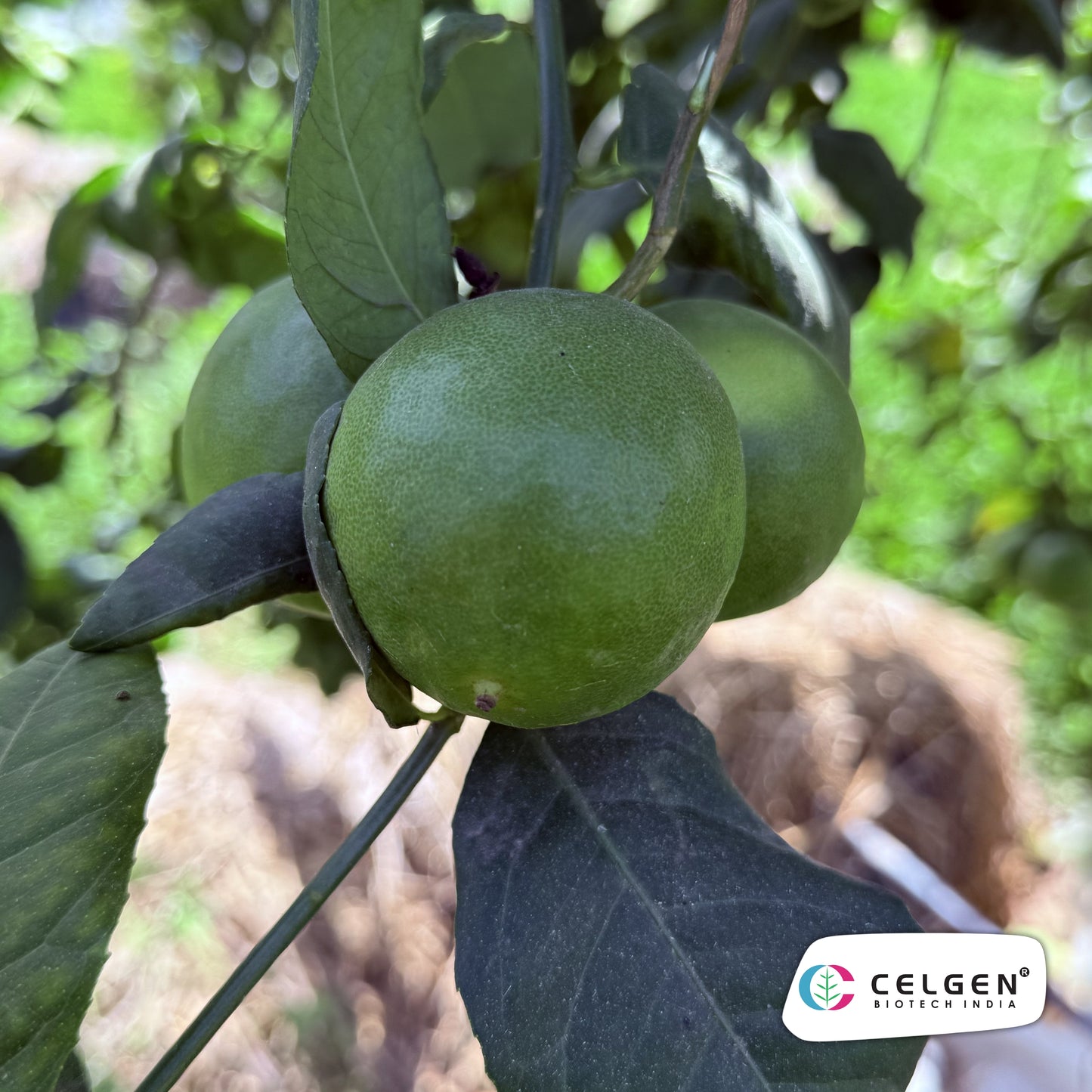 CELGEN Thornless Lemon Selection | Easy Harvest Citrus Plant