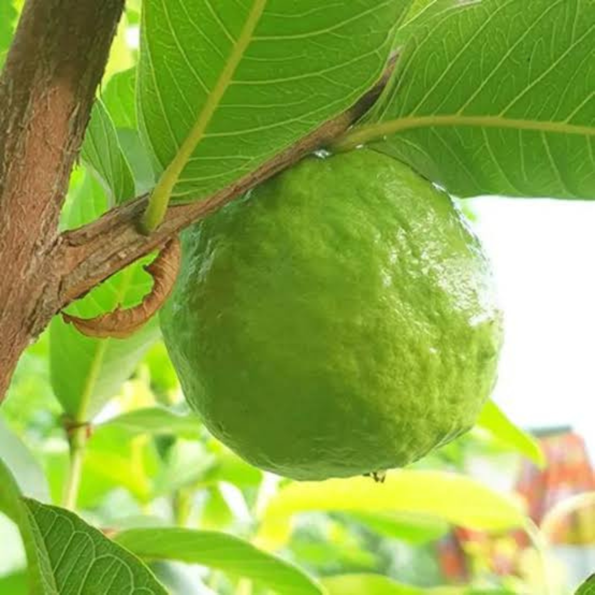 Guava Taiwan Pink Tissue Culture Plants"Psidium Guajava"