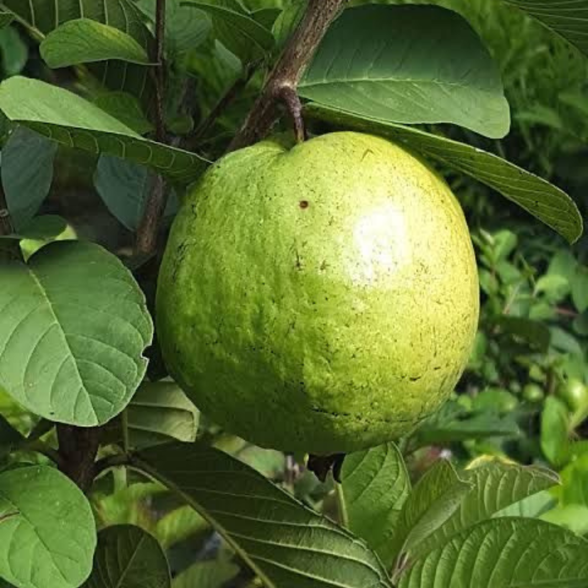 Guava Taiwan Pink Tissue Culture Plants"Psidium Guajava"