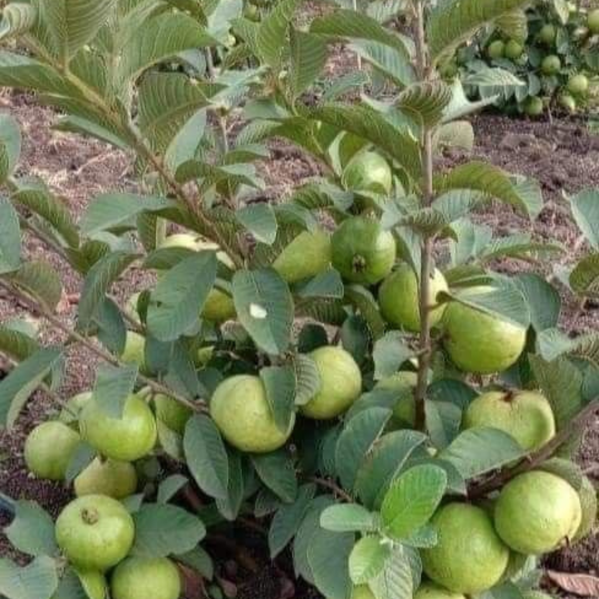 Guava Taiwan Pink Tissue Culture Plants"Psidium Guajava"